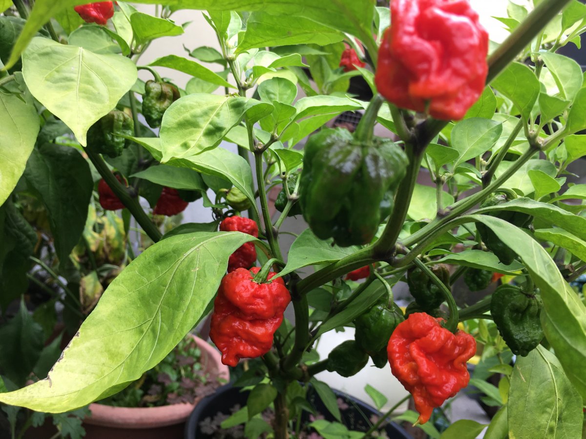 Carolina Reaper_20.JPG