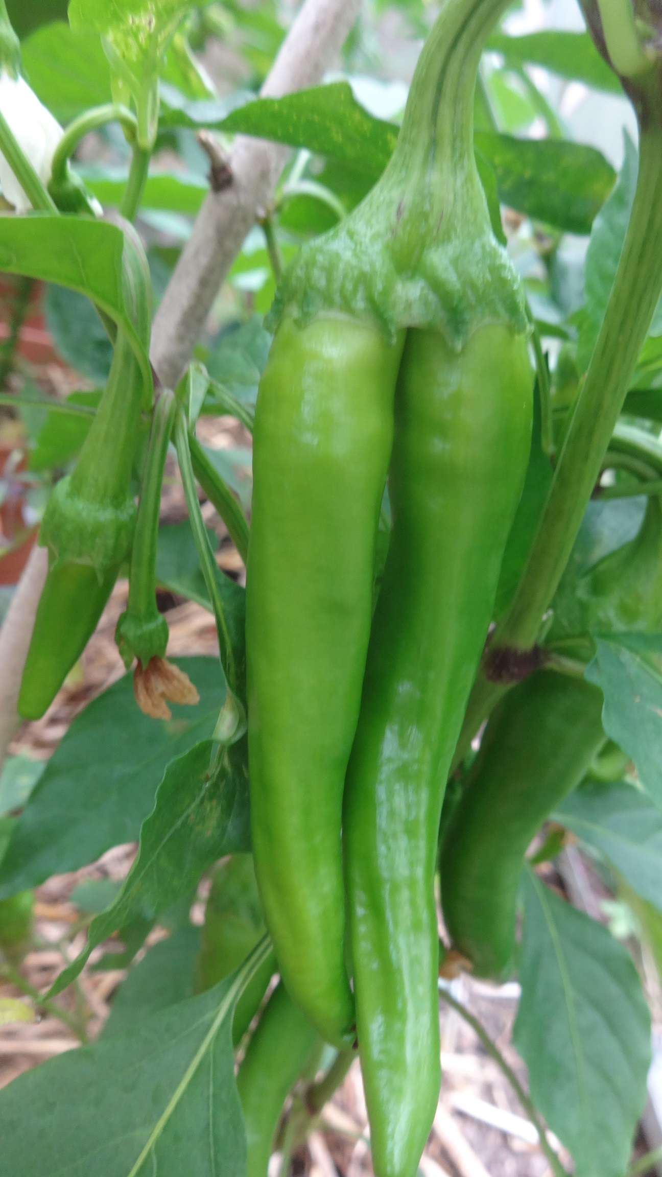 cayenne doppel.JPG