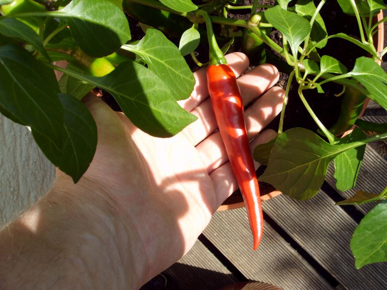 Cayenne Frucht 16.07.2010.JPG