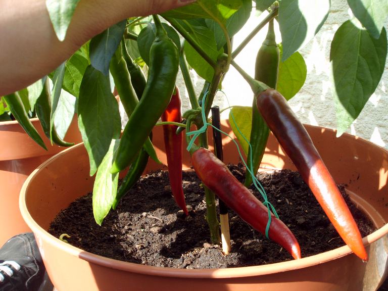 Cayenne Früchte 16.07.2010.JPG