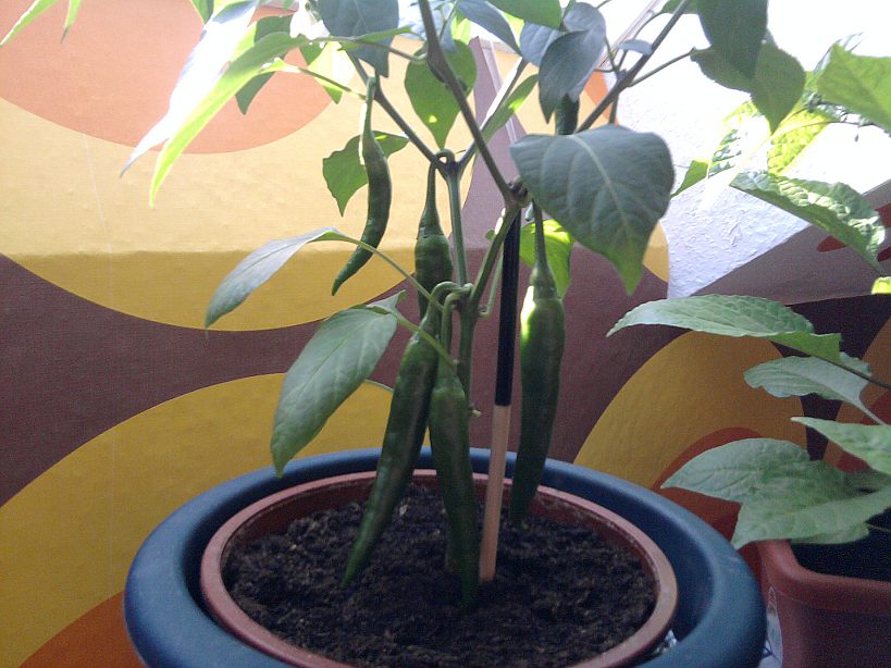 Cayenne Früchte am 14.06.2010.jpg