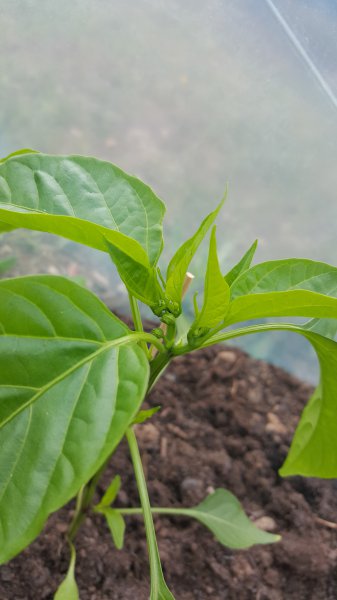 Cayenne GWH Blüten.jpg