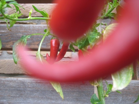 Cayenne.jpg