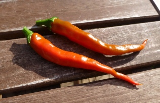 Cayenne-klein.jpg