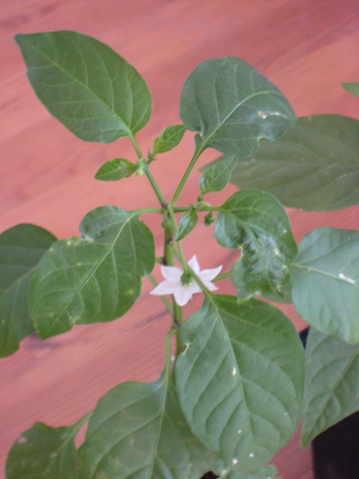 Cayenne (Pflanze 2).jpg