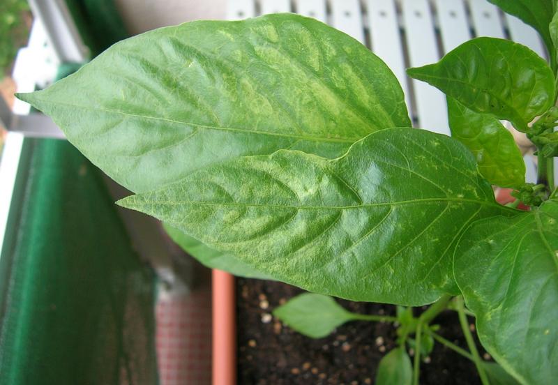 cayenne-verfaerbtes-blatt.jpg