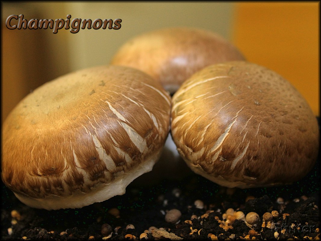 Champignons_29112018.JPG