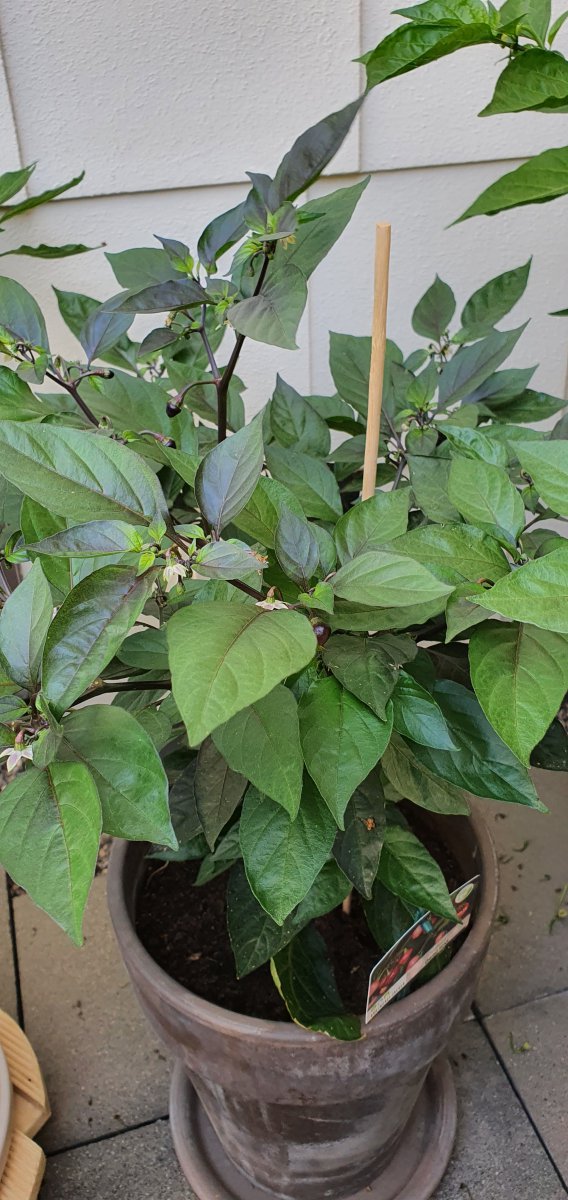 Cheiro Roxa.jpg