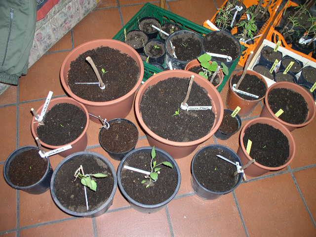 Chili 2012 2.jpg