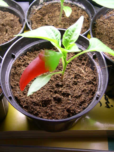 Chili 2013 Feb 012.JPG