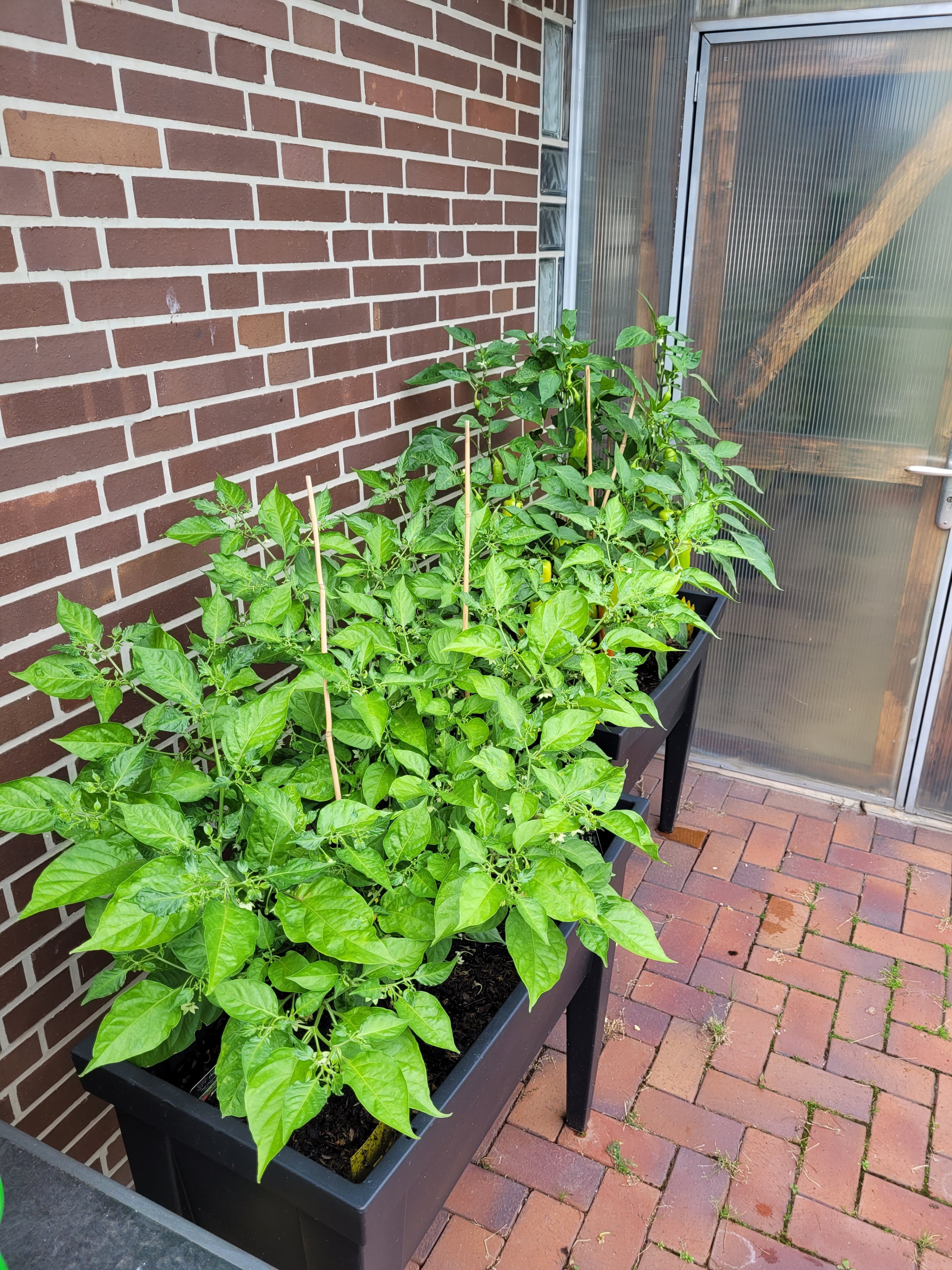 Chili 4.jpg