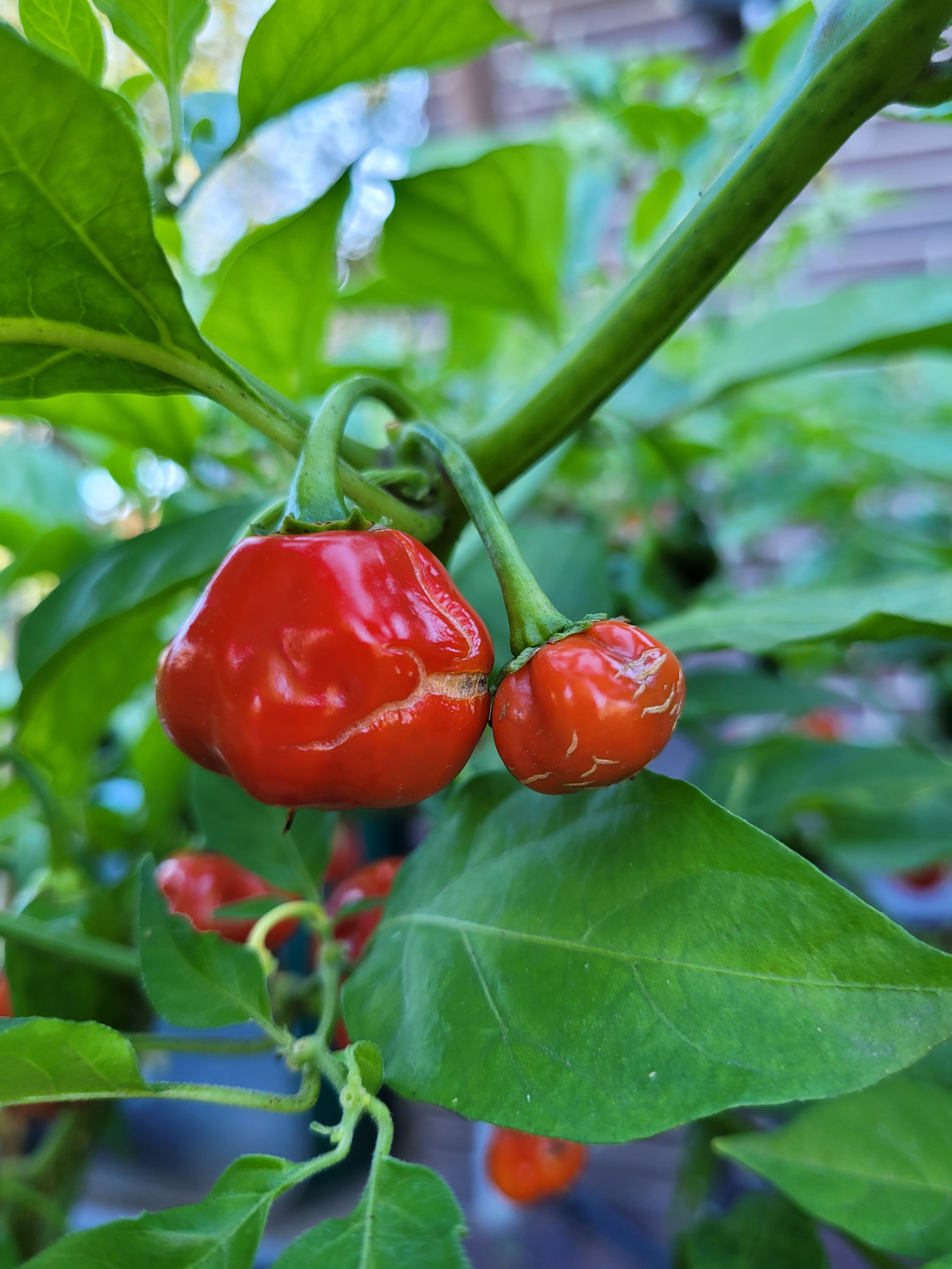 Chili 5.jpg