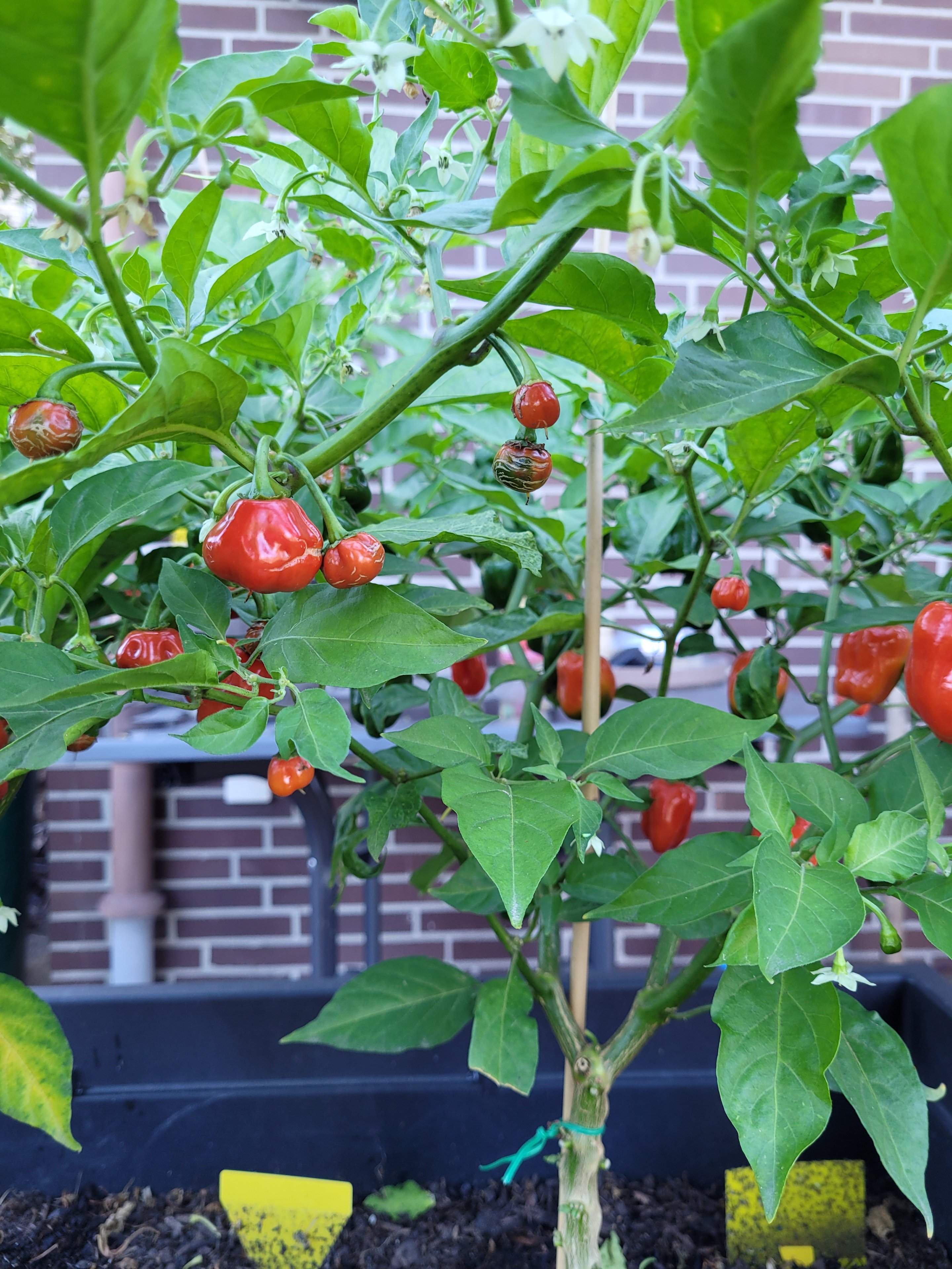 Chili 6.jpg