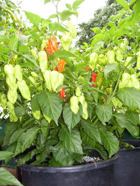 Chili Bhut (2).jpg