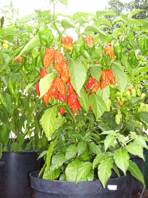 Chili Bhut (3).jpg