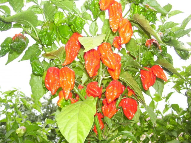 Chili Bhut.jpg