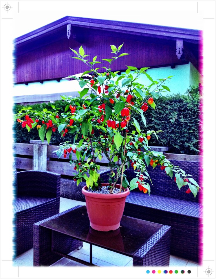 chili-bhut87jvt.jpg