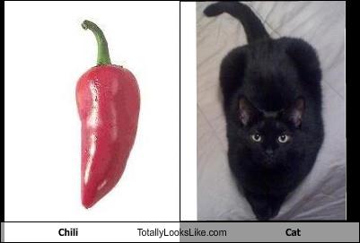 chili cat.jpg