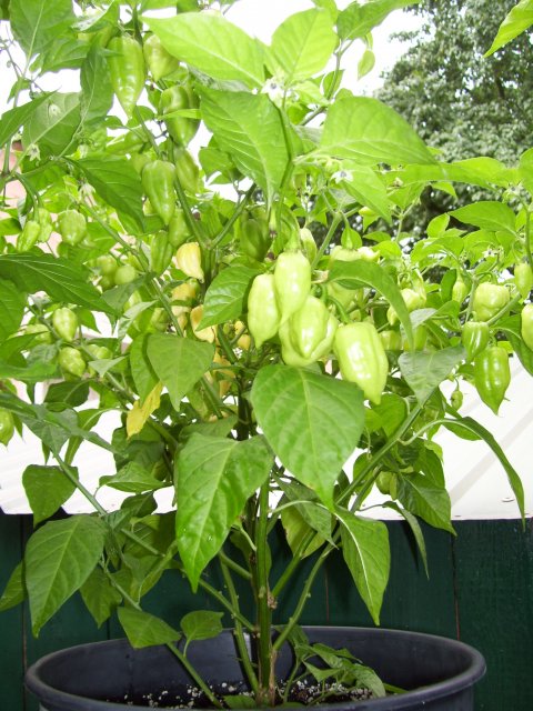 Chili Fatalii White.jpg