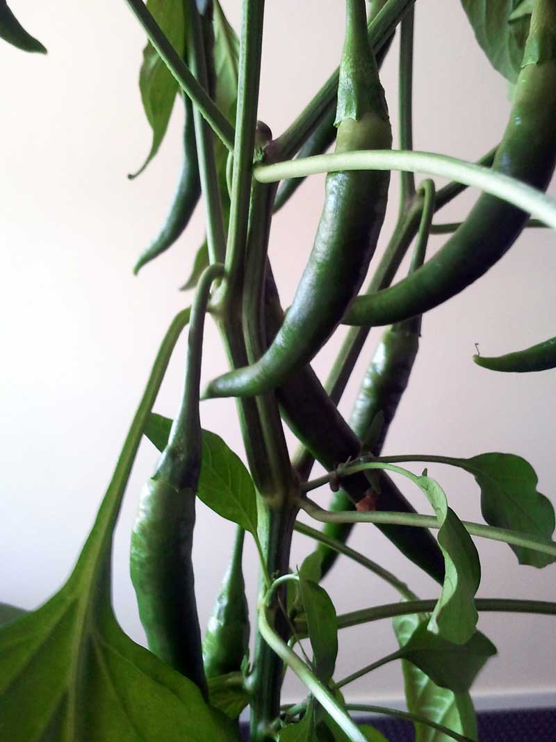 chili-frucht.jpg