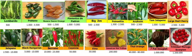 chili in reihe.jpg