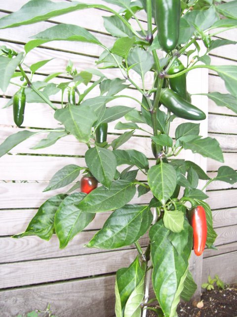 Chili Jala (2).jpg