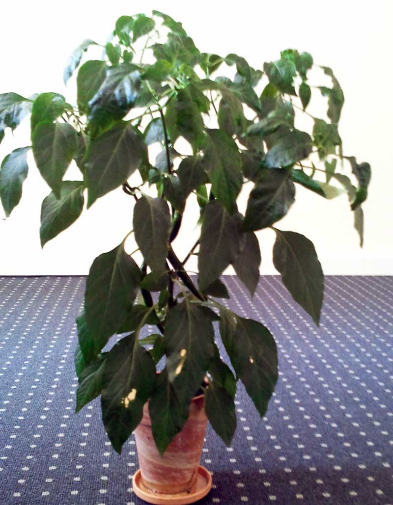 chili.jpg