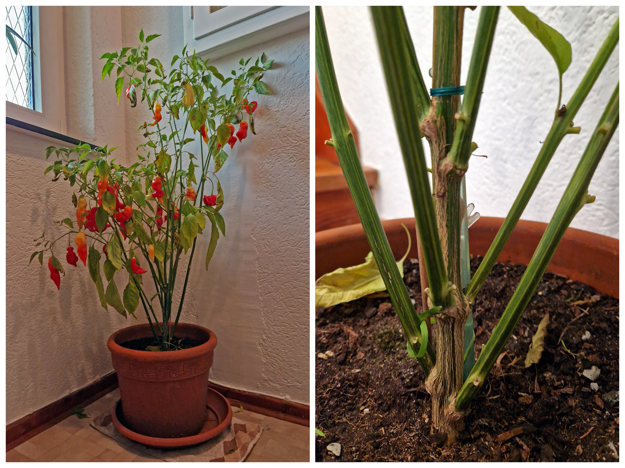 Chili ueberwintern.jpg