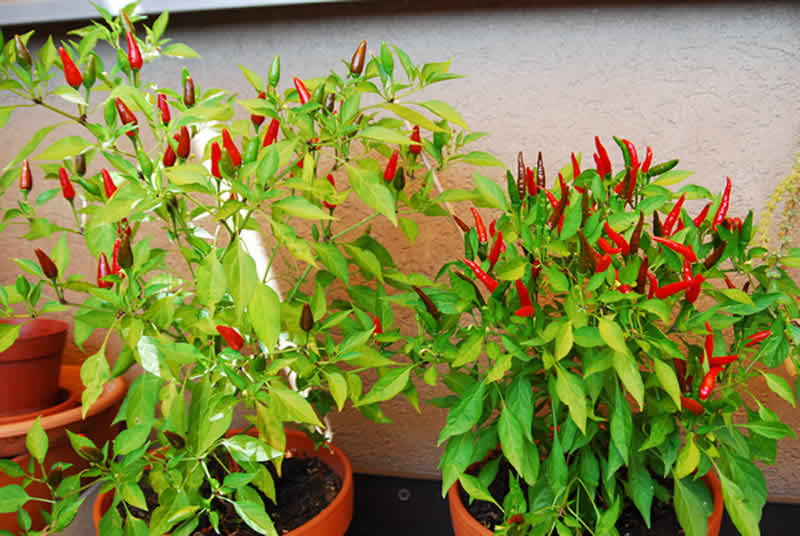 chili.uranus-1.jpg