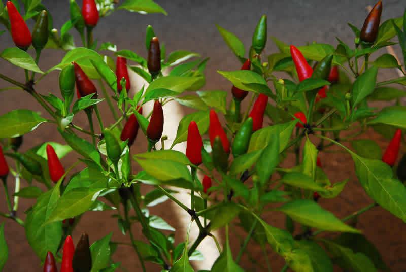 chili.uranus-2.jpg