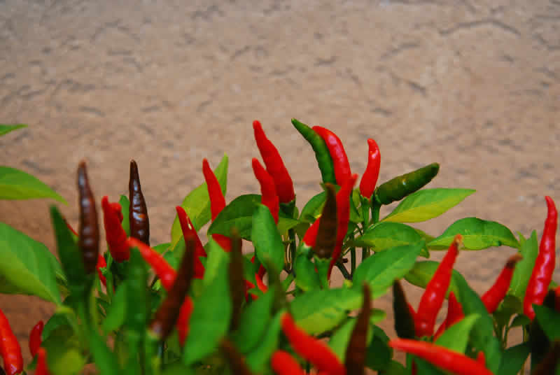 chili.uranus-3.jpg