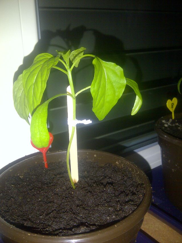 chili01.jpg