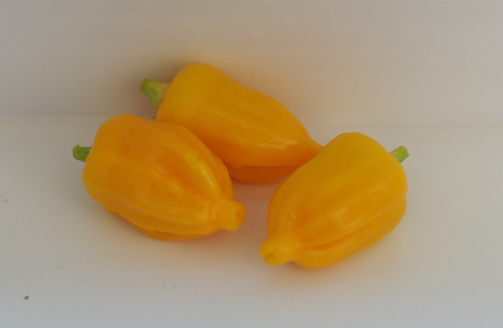 Chili1.jpg