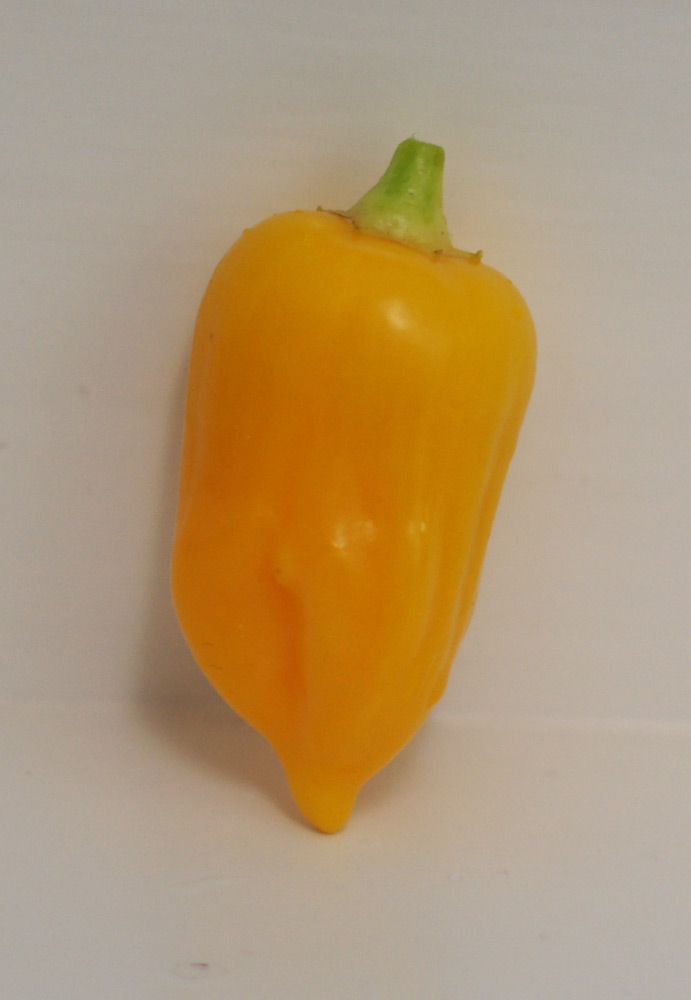Chili2.jpg