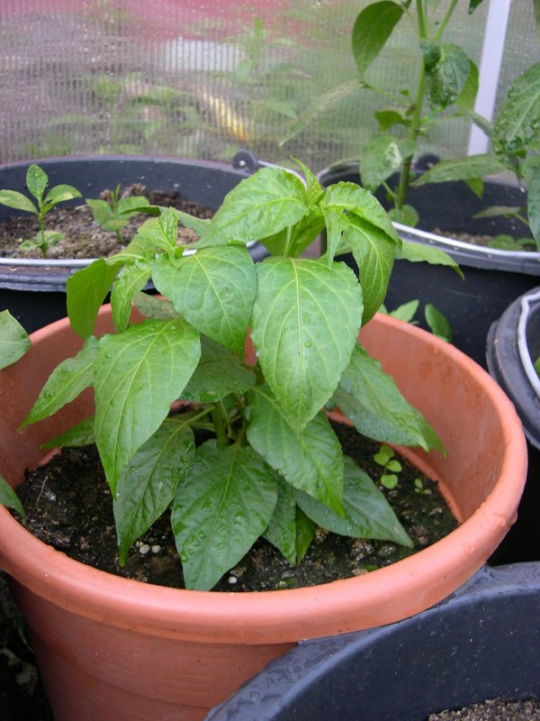 chili2011010.jpg