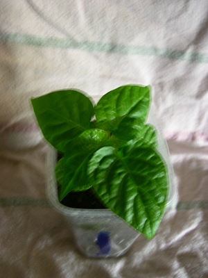 Chili290320111.jpg