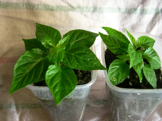 Chili290320112.jpg