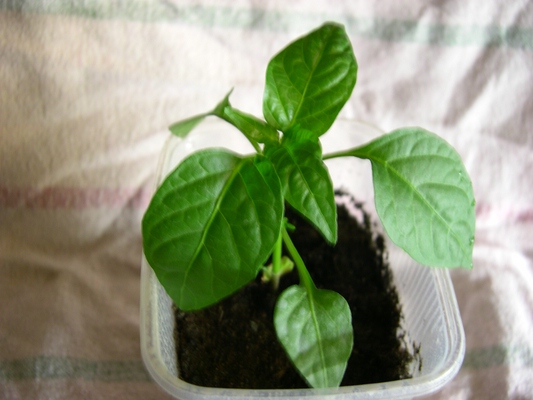 Chili290320113.jpg