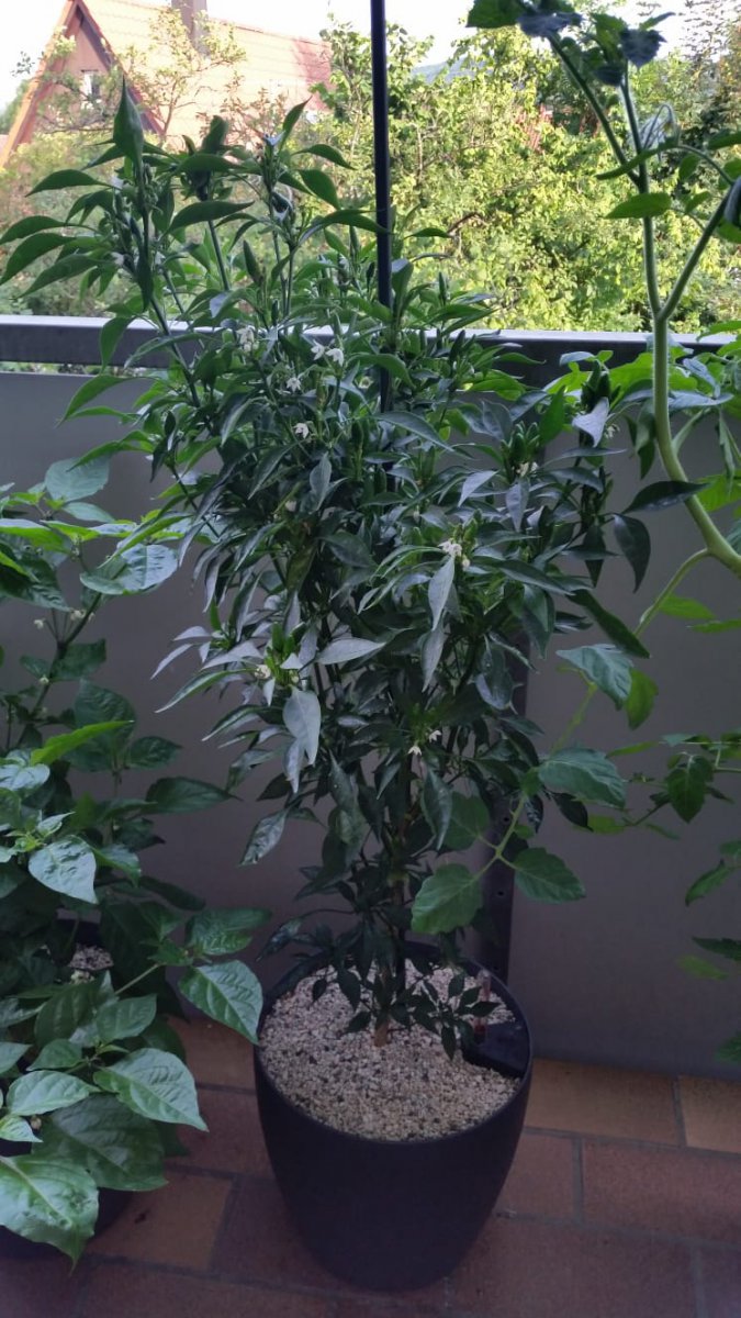Chili3.jpeg