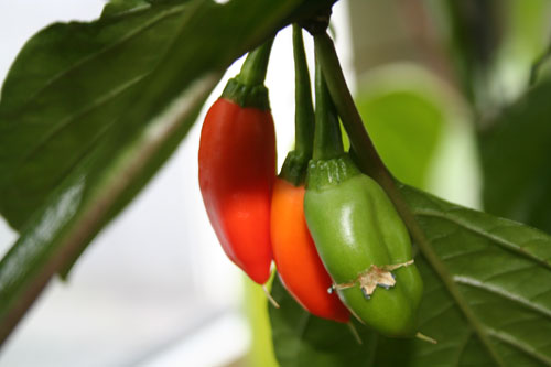 chili3.jpg