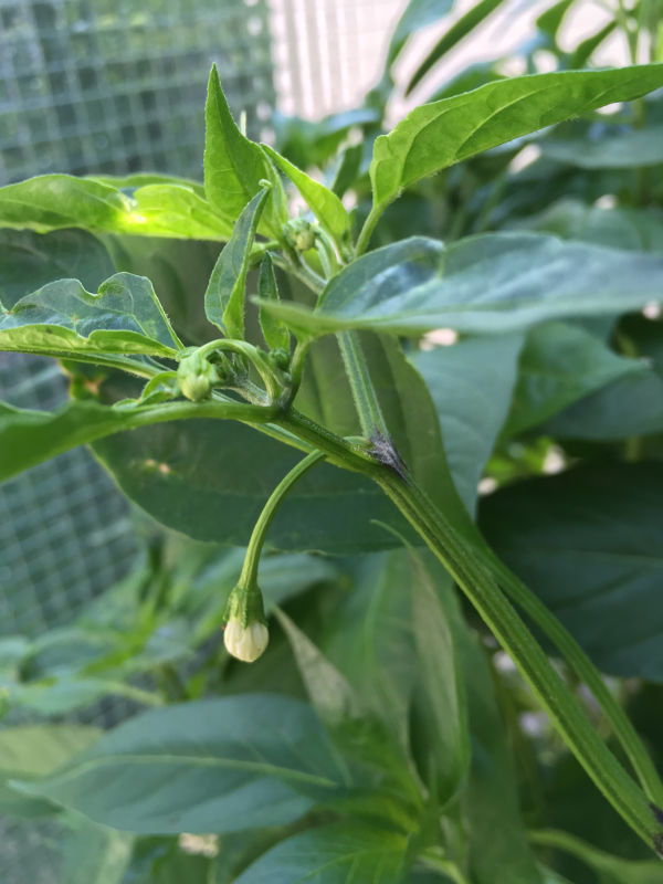 chili3.JPG