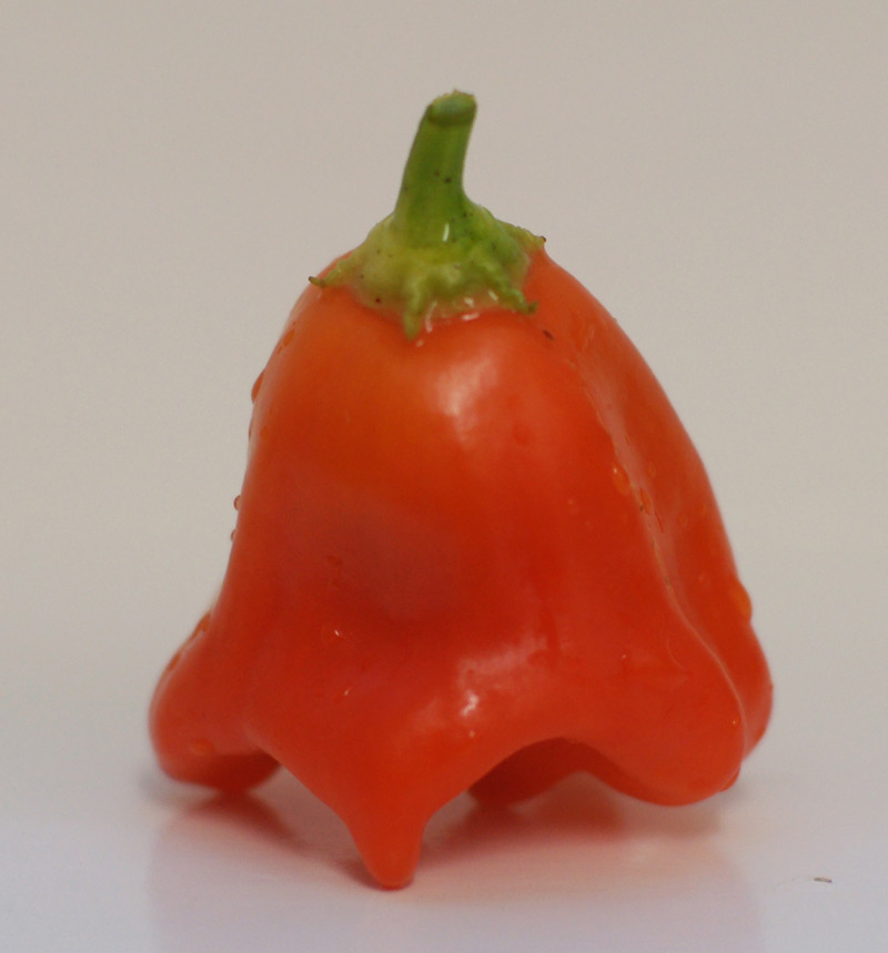Chili4.jpg