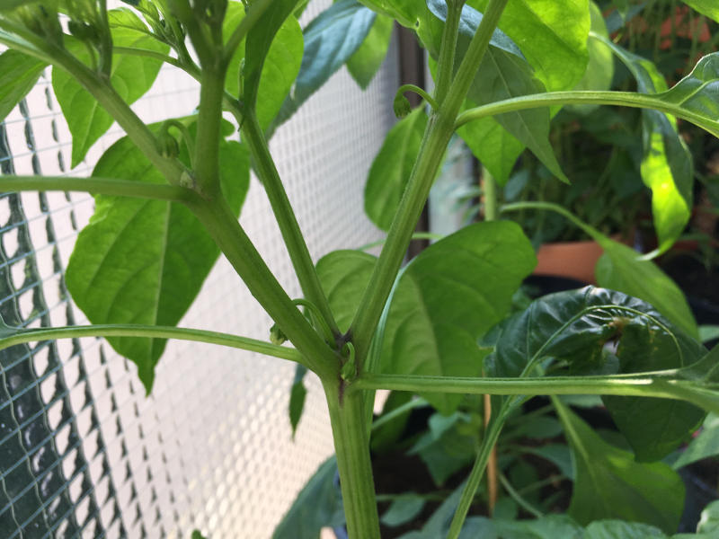 chili5.JPG