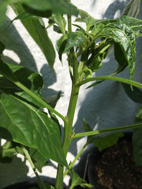 chili6.JPG