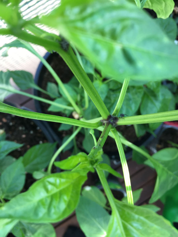 chili7.JPG