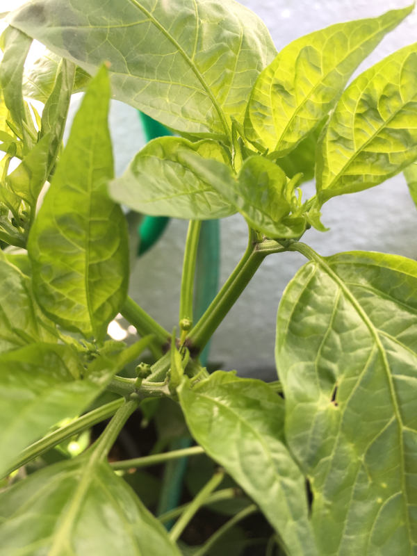 chili8.JPG