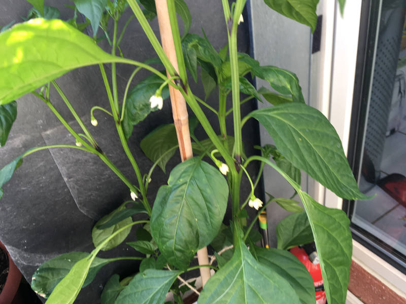 chili9.JPG