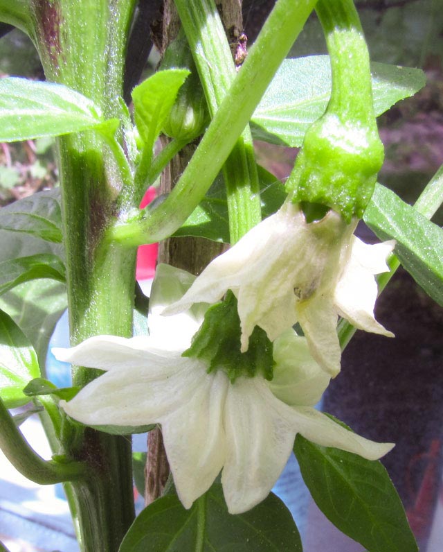 chili_blüte-6_klein.jpg