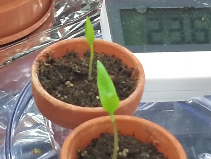 chili_gutenacht.jpg