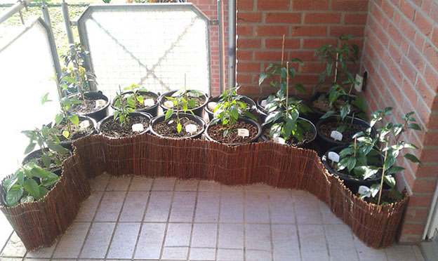 Chilibalkon 2.jpg